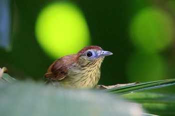 ムナフムシクイチメドリ Hindhede Nature Park (Singapore) 2018年7月13日(金)