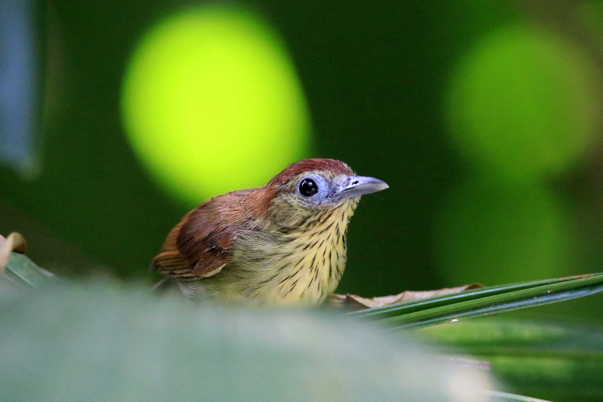 Hindhede Nature Park (Singapore) ムナフムシクイチメドリの写真 by とみやん