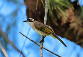 Light-vented Bulbul 億首川(沖縄) Mon, 6/26/2023