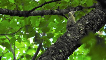 Japanese Green Woodpecker 市民の森不習岳(青森県八戸市) Sun, 6/18/2023