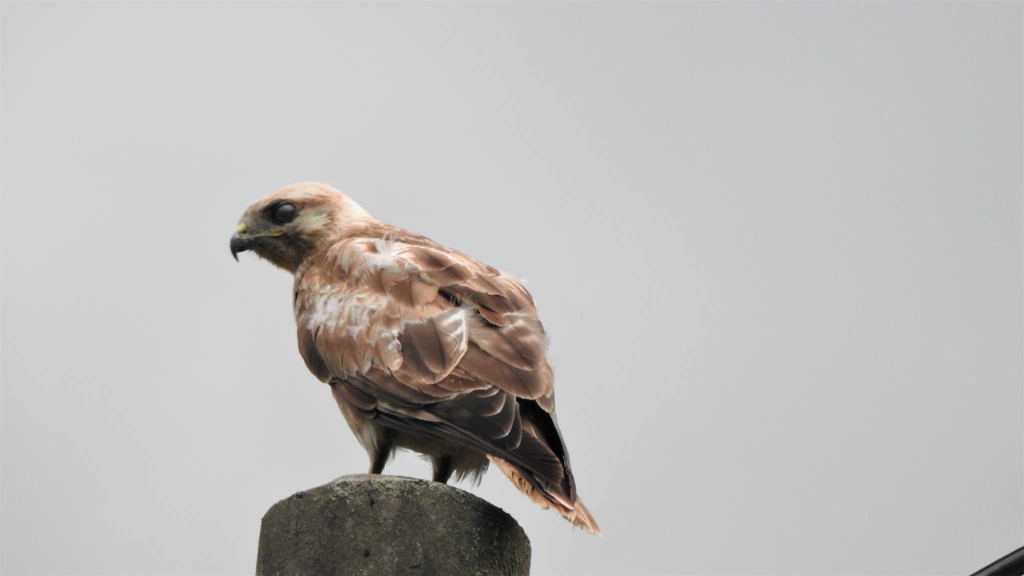 Eastern Buzzard