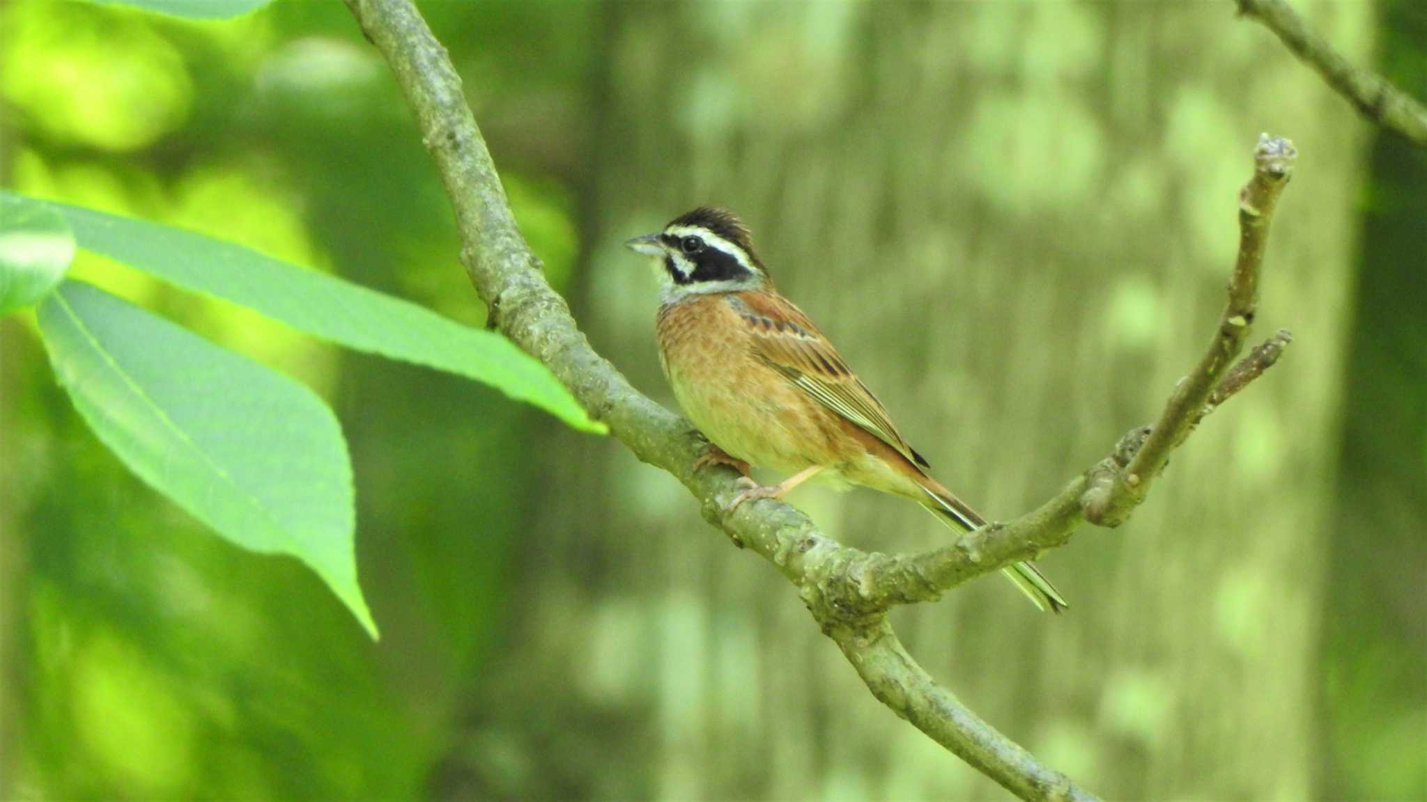 Meadow Bunting