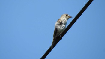 Asian Brown Flycatcher 市民の森不習岳(青森県八戸市) Sun, 6/18/2023