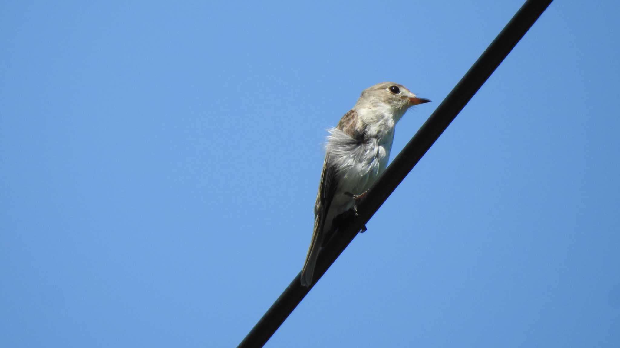Photo of Asian Brown Flycatcher at 市民の森不習岳(青森県八戸市) by 緑の風
