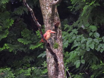 Ruddy Kingfisher 十二湖(青森県深浦町) Sat, 7/1/2023