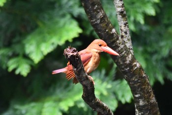 アカショウビン 十二湖(青森県深浦町) 2023年7月1日(土)