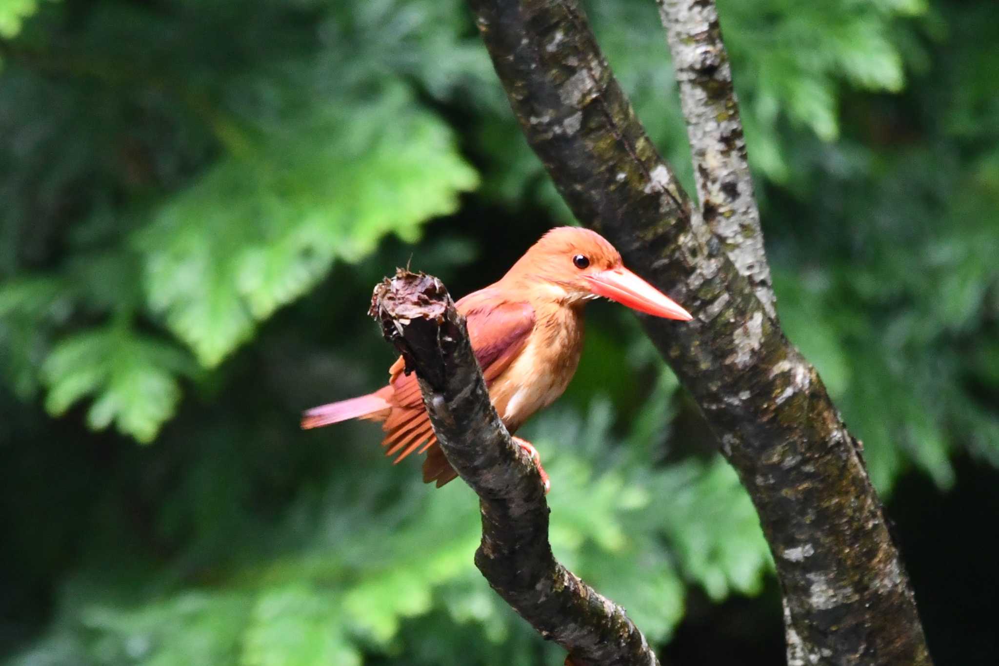 アカショウビン