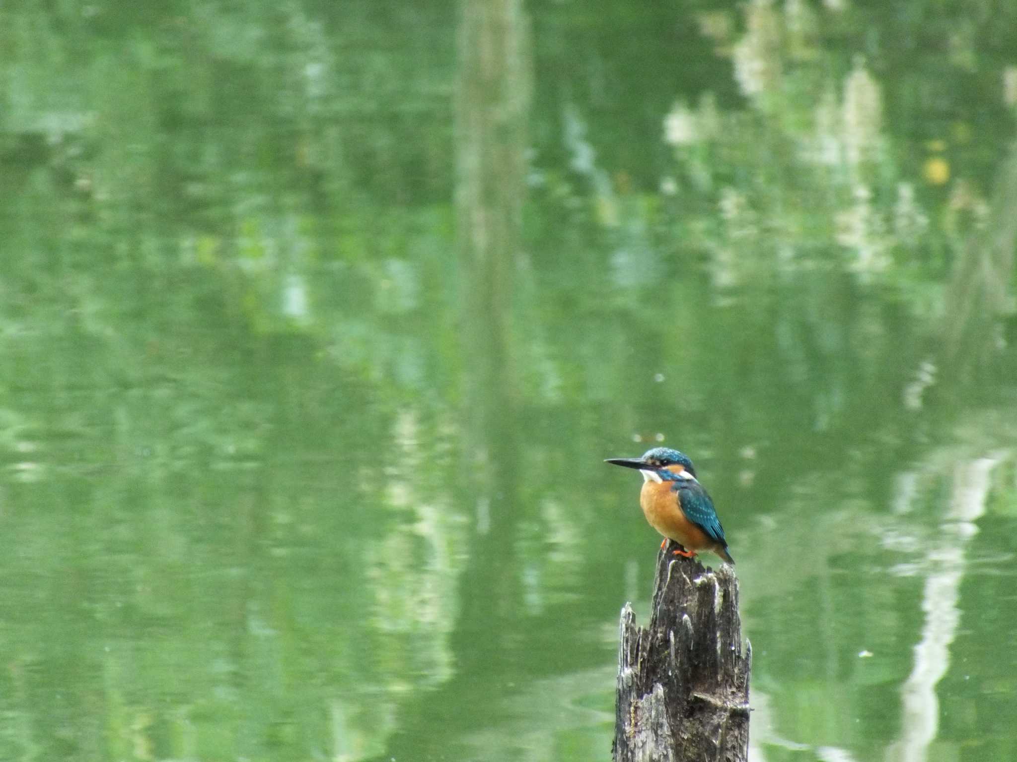 Photo of Common Kingfisher at 東京都 by たむやま