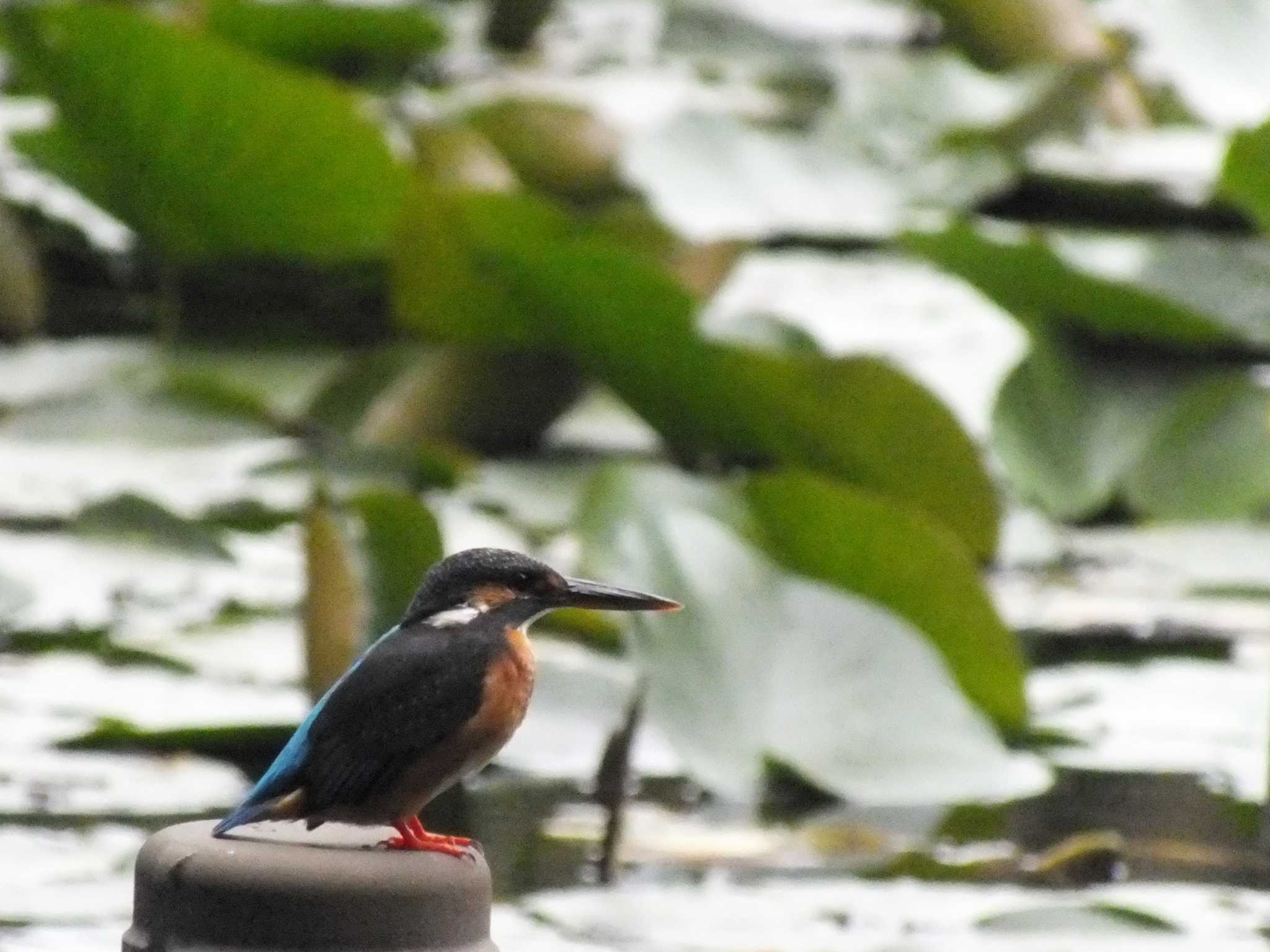 Photo of Common Kingfisher at 東京都 by たむやま