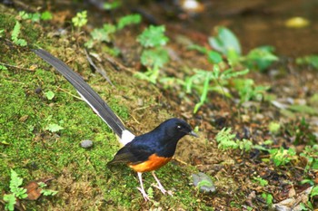 アカハラシキチョウ 台北植物園 2023年6月5日(月)