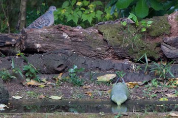 2022年11月5日(土) 浅間山公園(府中市)の野鳥観察記録