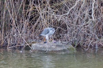 Eurasian Goshawk Toneri Park Sat, 2/25/2023