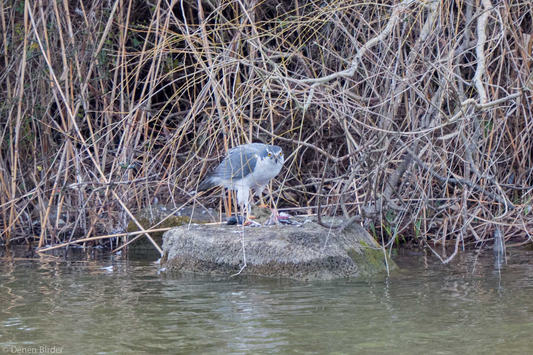 Eurasian Goshawk