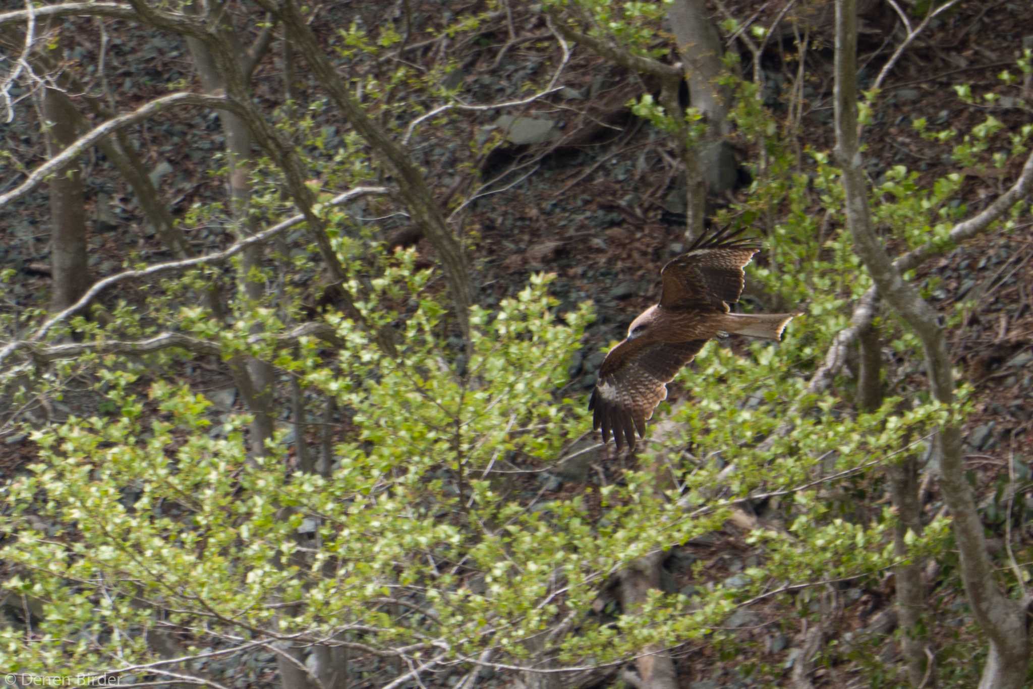 山北町 トビの写真 by 田園Birder