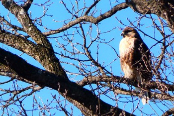 Eastern Buzzard 井頭公園 Mon, 1/2/2023