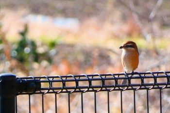 Bull-headed Shrike 井頭公園 Mon, 1/2/2023