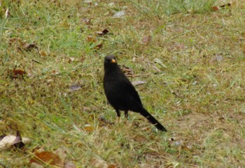 Sooty Thrush