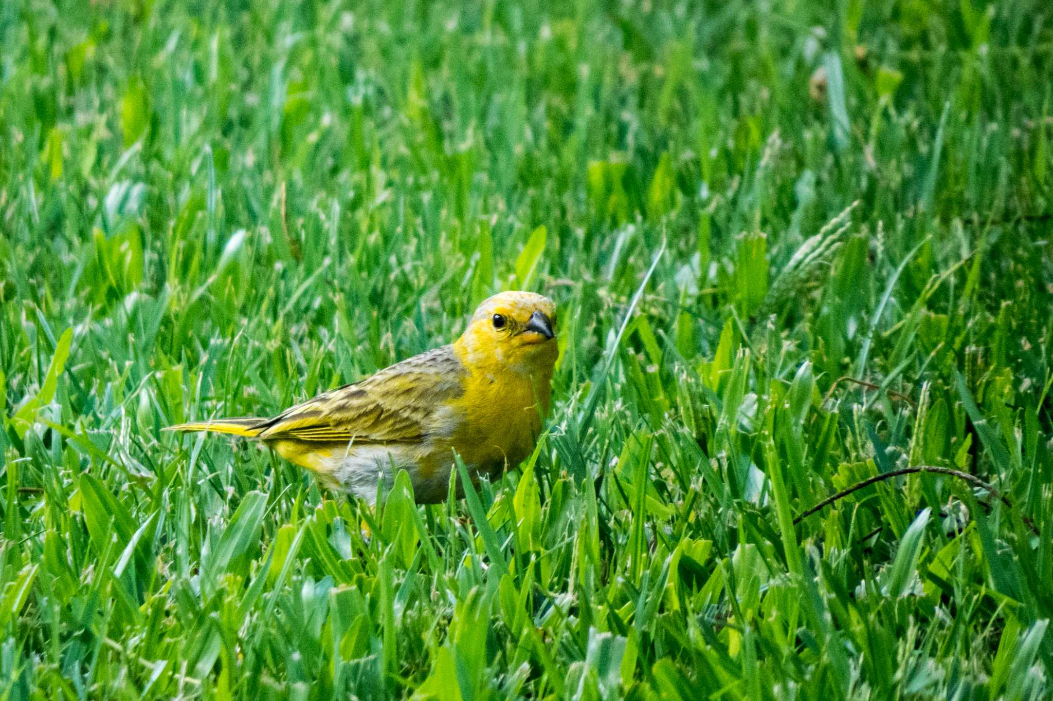 Photo of Saffron Finch at ハワイ島　ヒロ by ときのたまお