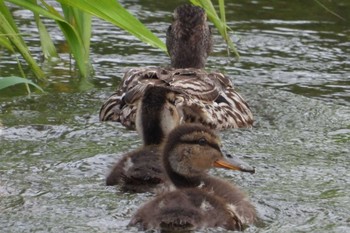 Mallard 岡山市百間川 Sun, 7/2/2023