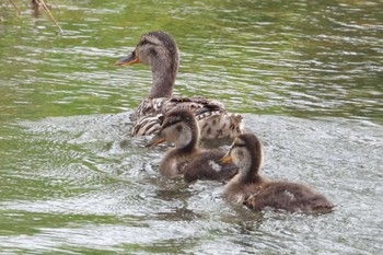 Mallard 岡山市百間川 Sun, 7/2/2023