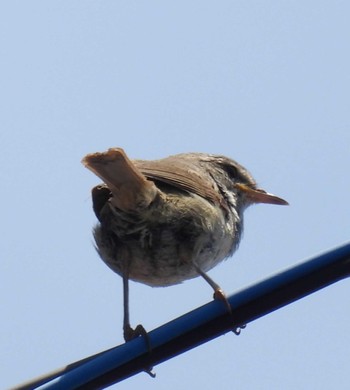 2023年7月2日(日) 自宅の野鳥観察記録