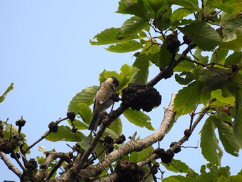 Sun, 7/2/2023 Birding report at 生駒山