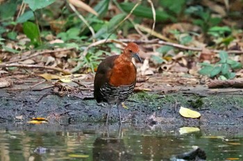 Slaty-legged Crake Miyako Island Sat, 7/1/2023