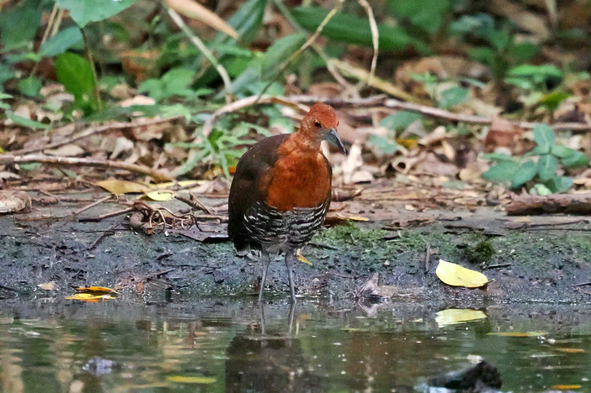 Photo of Slaty-legged Crake at Miyako Island by 藤原奏冥