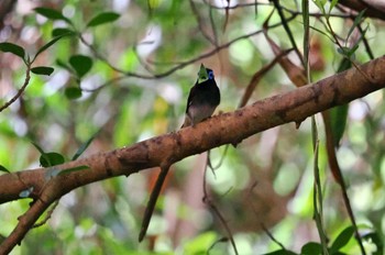 Black Paradise Flycatcher Miyako Island Sat, 7/1/2023