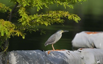 Striated Heron Ukima Park Sun, 7/2/2023