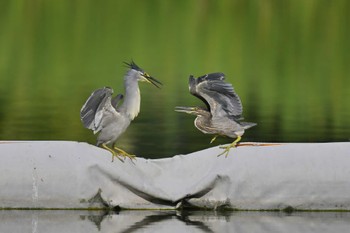 Striated Heron Ukima Park Sun, 7/2/2023