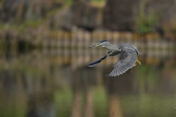 Striated Heron Ukima Park Sun, 7/2/2023