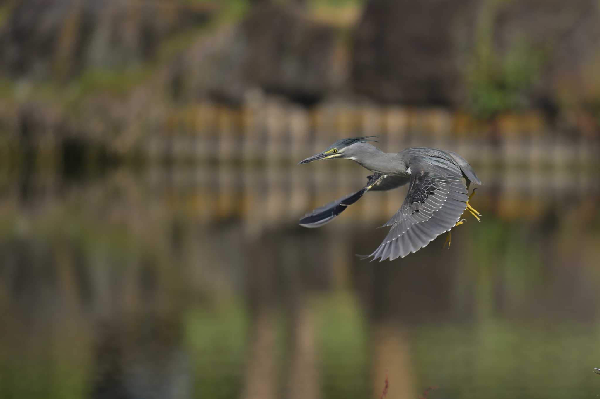 都立浮間公園 ササゴイの写真 by birds@hide3