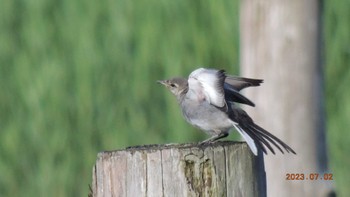 Wagtail Kasai Rinkai Park Sun, 7/2/2023