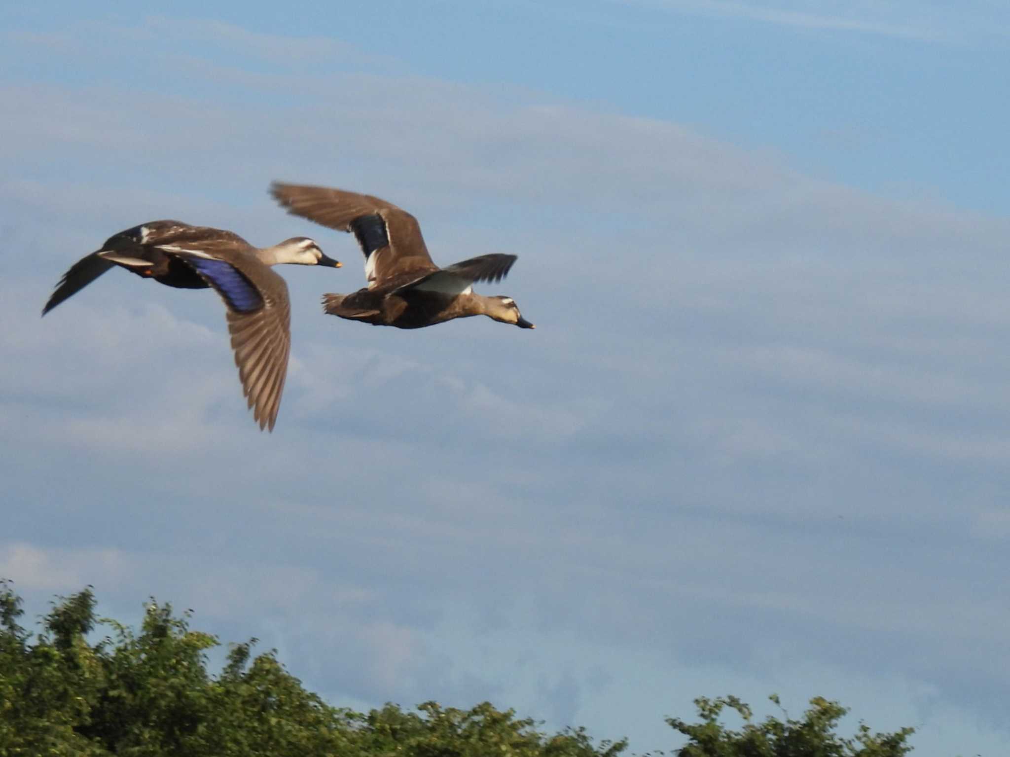 Eastern Spot-billed Duck