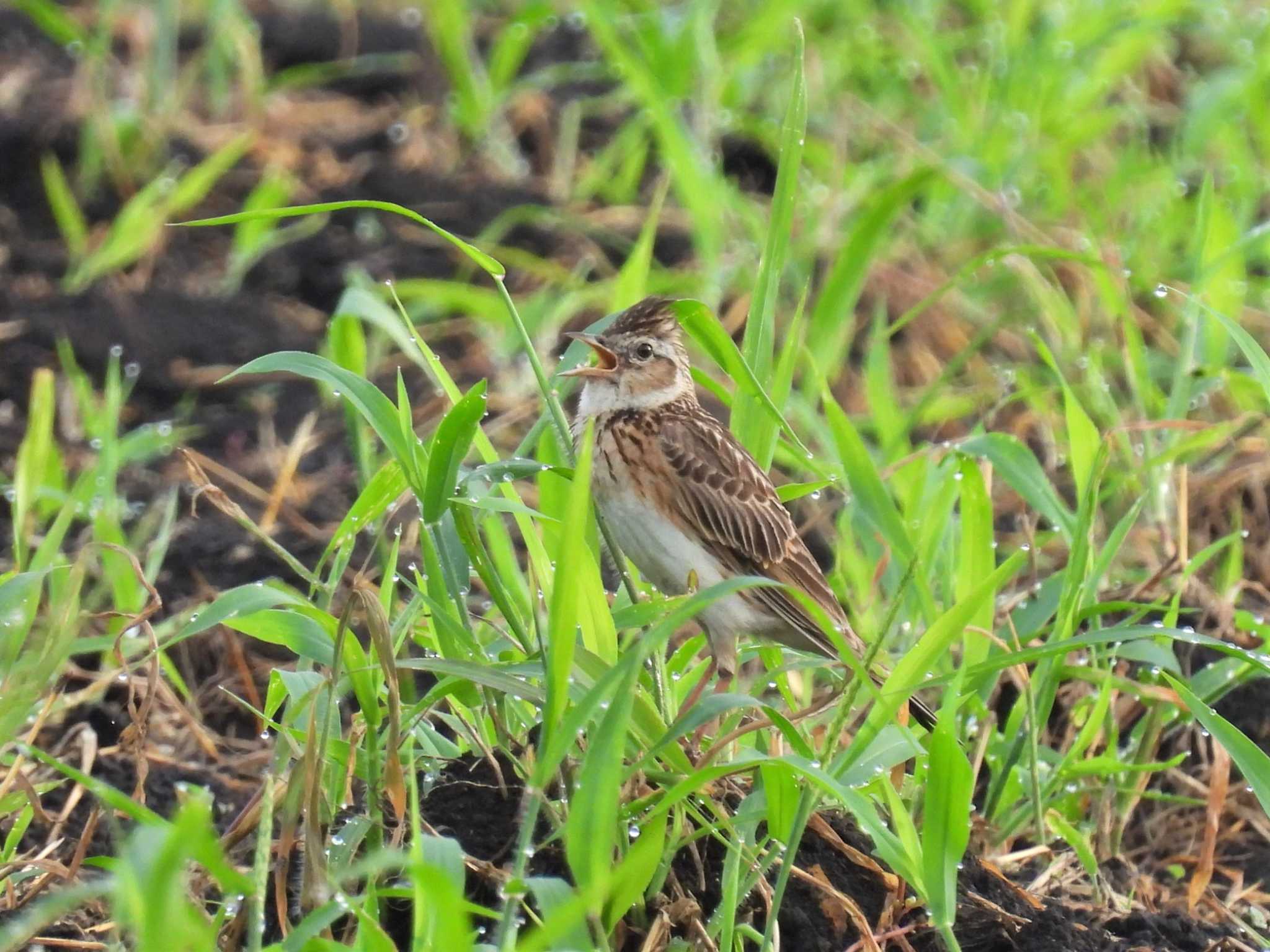 Eurasian Skylark