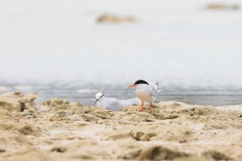 Fri, 8/3/2018 Birding report at 水納島