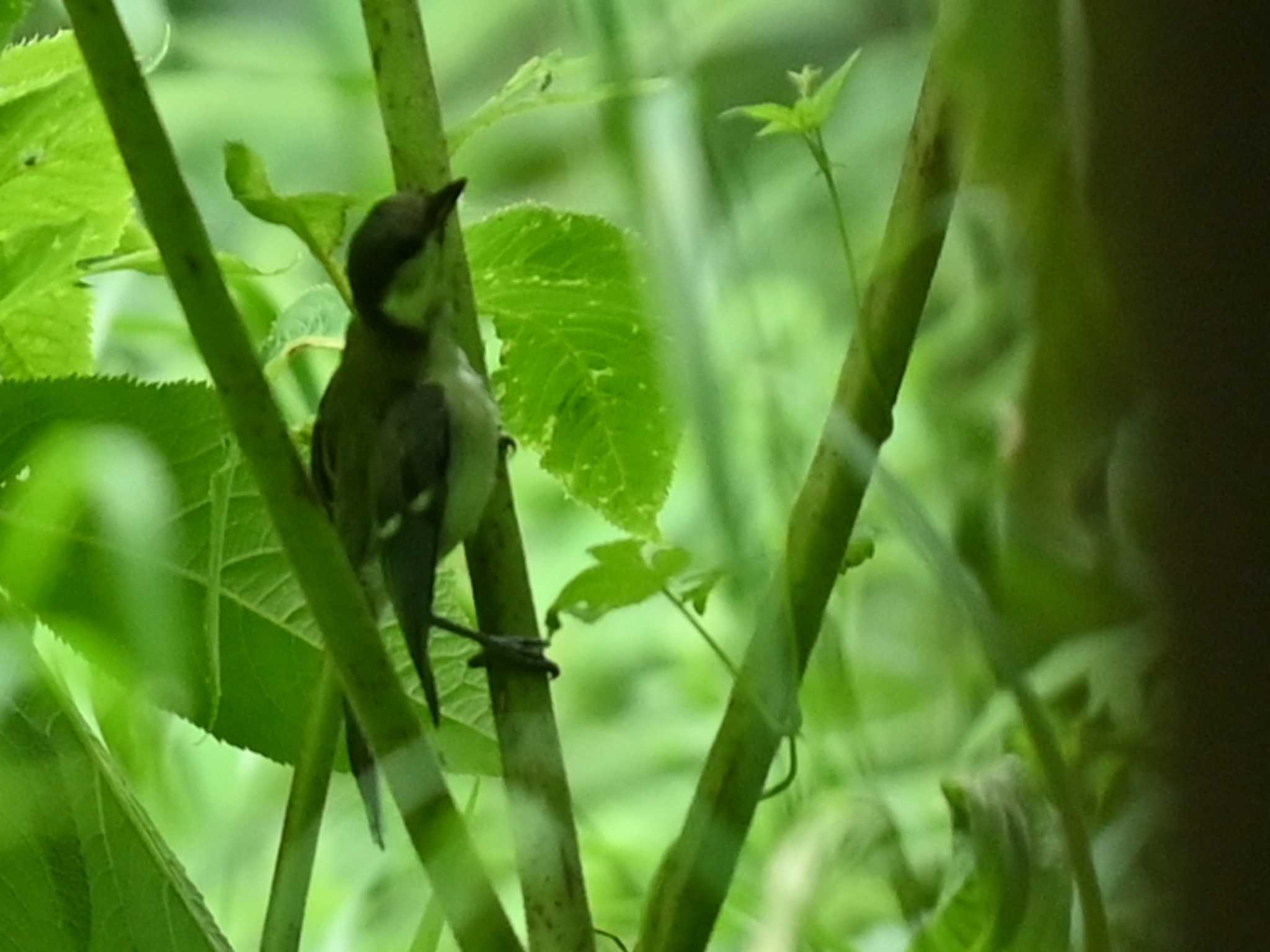 リュウキュウサンショウクイ