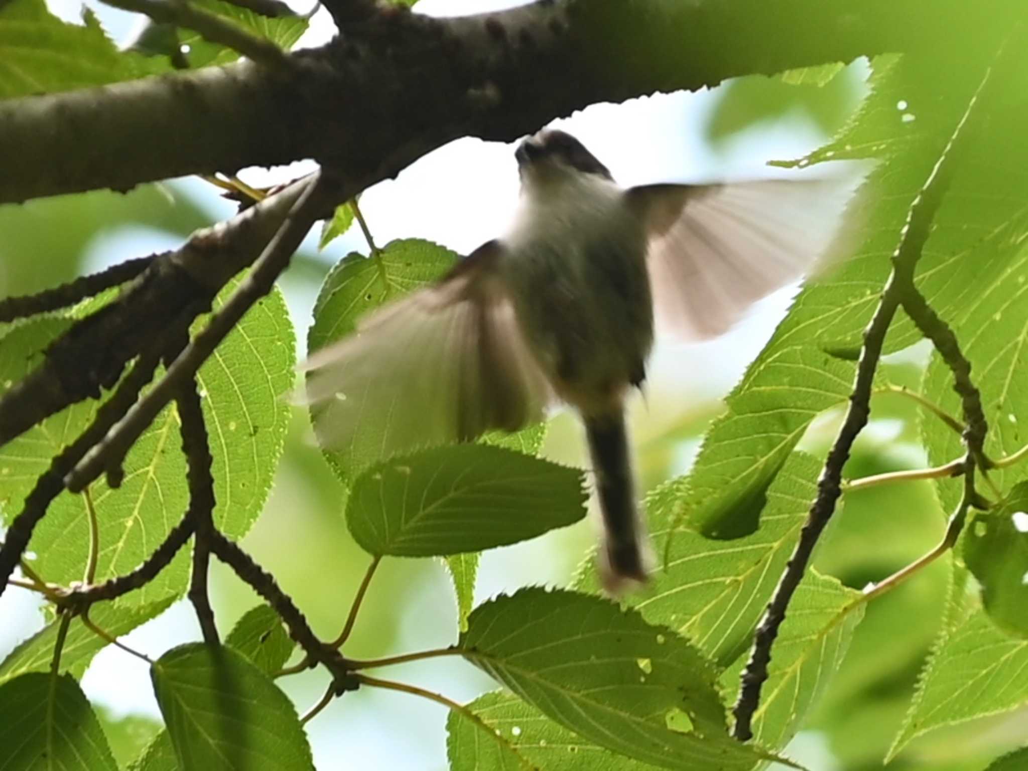 Photo of Long-tailed Tit at 南阿蘇ビジターセンター by jo6ehm