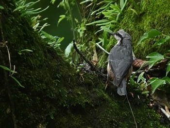 ゴジュウカラ 南阿蘇ビジターセンター 2023年7月2日(日)