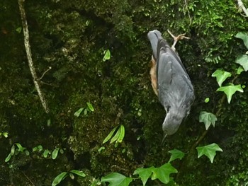 Eurasian Nuthatch 南阿蘇ビジターセンター Sun, 7/2/2023