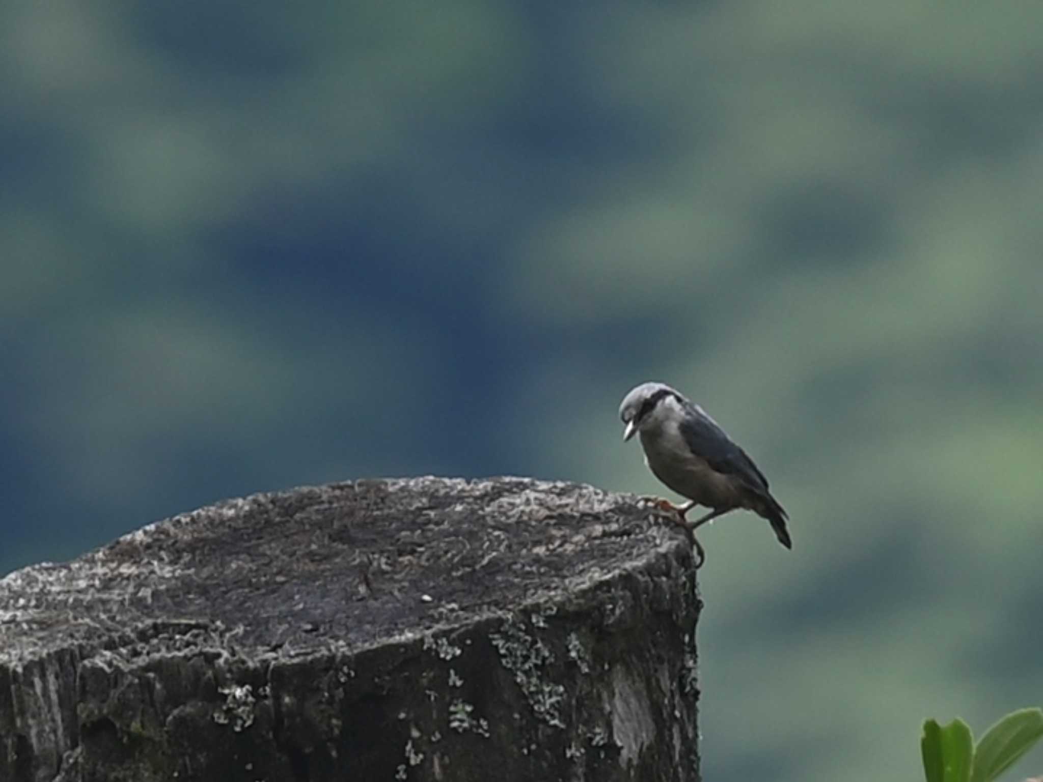 Eurasian Nuthatch