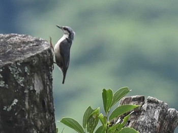 2023年7月2日(日) 南阿蘇ビジターセンターの野鳥観察記録