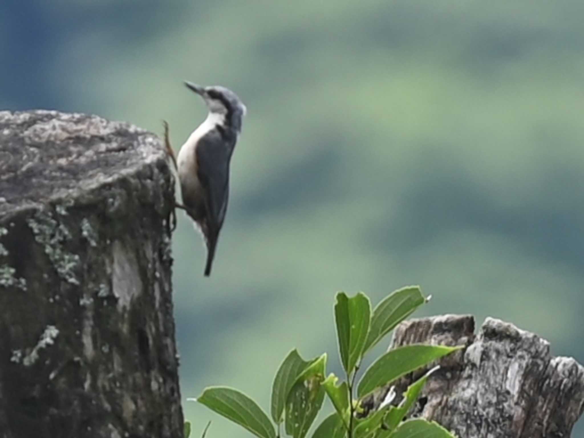 Photo of Eurasian Nuthatch at 南阿蘇ビジターセンター by jo6ehm