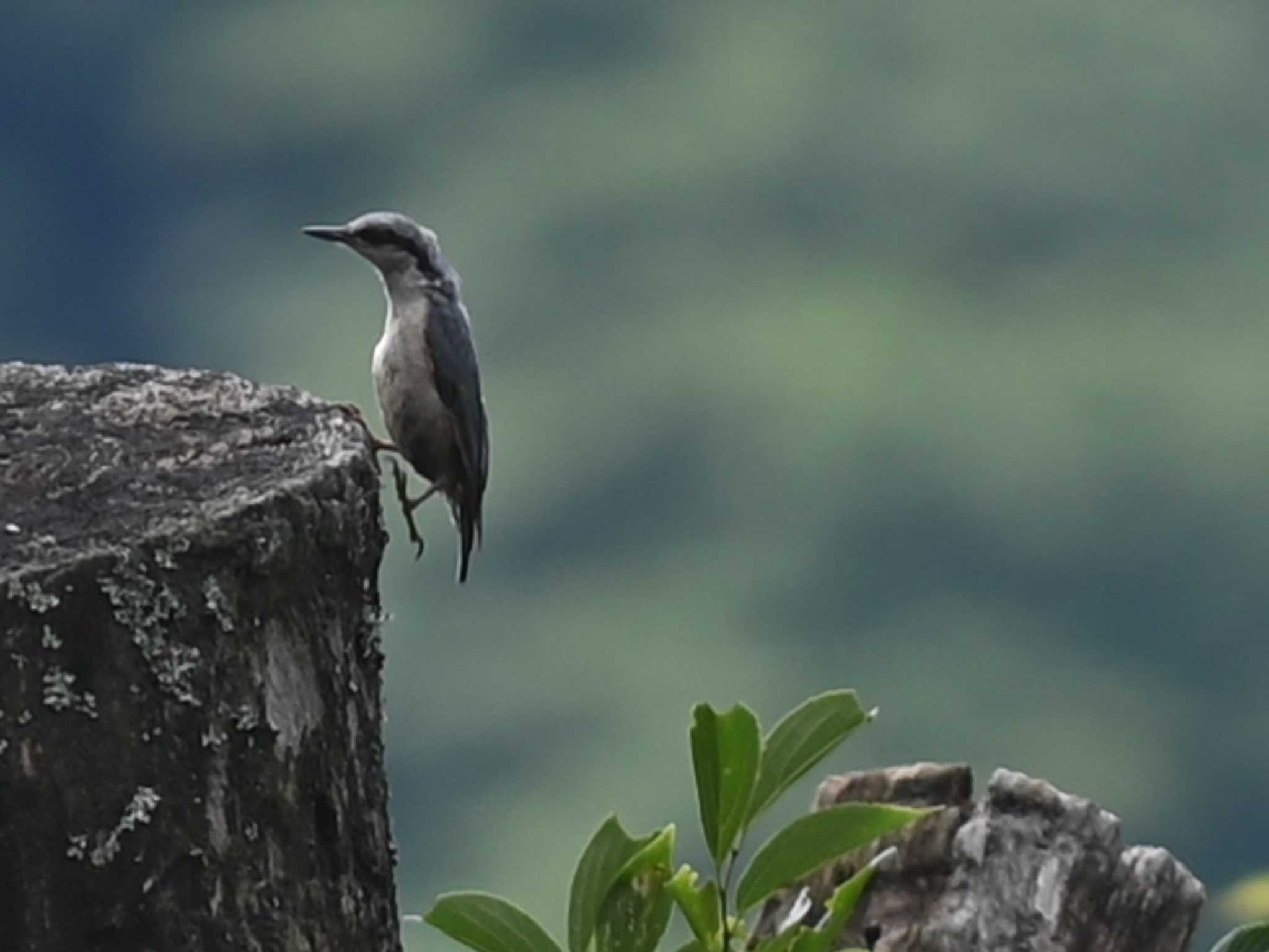 Eurasian Nuthatch