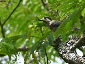 Varied Tit 南阿蘇ビジターセンター Sun, 7/2/2023