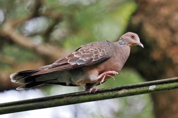 リュウキュウキジバト 宮古島(沖縄県) 2023年7月1日(土)