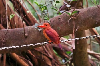 Ruddy Kingfisher(bangsi) Miyako Island Sat, 7/1/2023