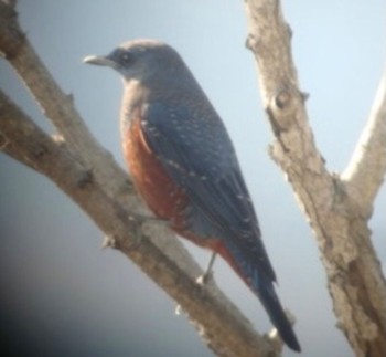 Blue Rock Thrush 曽根干潟(曾根干潟) Sun, 12/6/2020