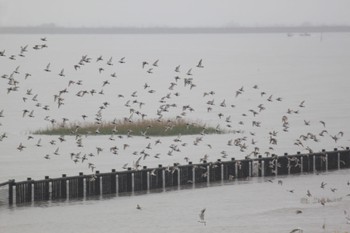 Thu, 4/29/2021 Birding report at Daijugarami Higashiyoka Coast